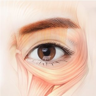 눈 주위 근육/지방 분석 도식