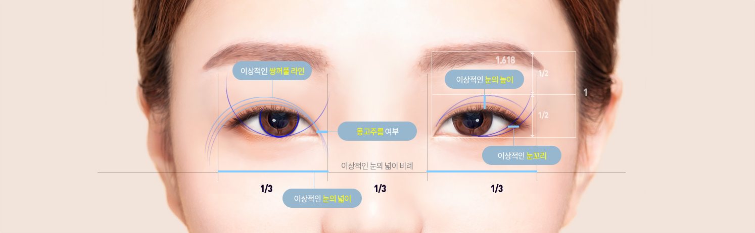 이상적인 눈 디자인 비례 도식